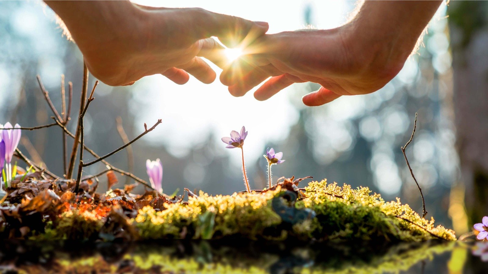 National Homoeo Hall promo